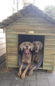Why Our Dog Kennels Are Made With Timber